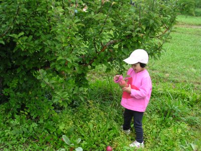 Mia found apples at the apple orchard